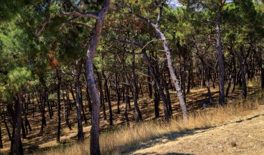 Kuzeydoğu Ege Denizi 'nde yer alan bir Yunan adası olan Lesbos veya Lesvos' a bakın