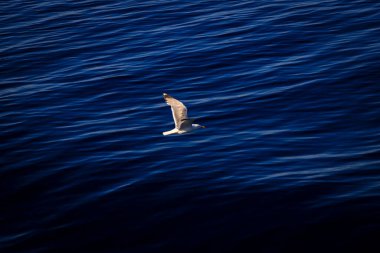 Geleneksel olarak Scio olarak bilinen Chios 'tan bakış en büyük beşinci Yunan adasıdır.