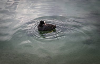 Görüntü Struga, Kuzey Makedonya 'dan