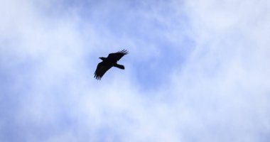 Stolo rock fenomeninden bir görüntü. Ponor Dağı 'nın tacındaki mücevher. Sofya 'dan Montana' ya (Sofya 'ya yaklaşık 50 km uzaklıkta) Bulgaristan' ın Svoge kenti yakınlarında yer almaktadır.).