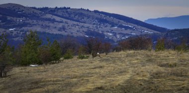 Stolo rock fenomeninden bir görüntü. Ponor Dağı 'nın tacındaki mücevher. Sofya 'dan Montana' ya (Sofya 'ya yaklaşık 50 km uzaklıkta) Bulgaristan' ın Svoge kenti yakınlarında yer almaktadır.).