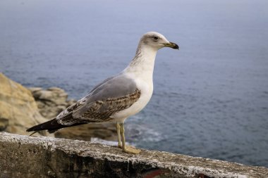 Yunanistan 'ın Kavala kentinden görüntü