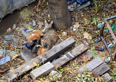 Evcil bir kedinin portresi