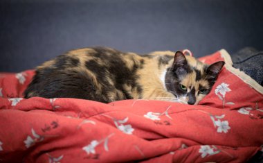 Evcil bir kedinin portresi