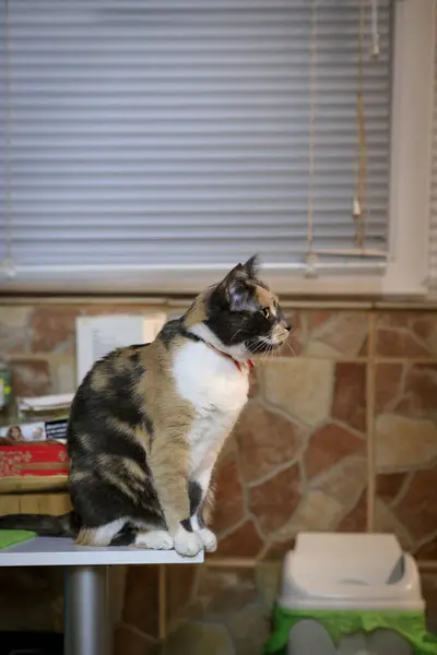 Portrait of a home pet - cat