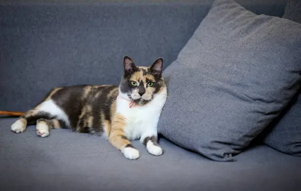 Portrait of a home pet - cat