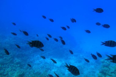 Hurghada, Kızıldeniz Valiliği, Mısır - 04.30.2024: Hurghada 'dan görüntü