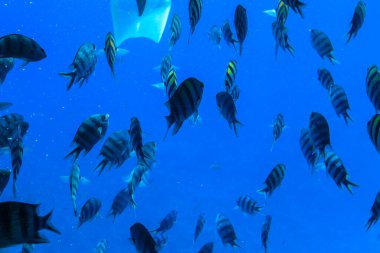 Hurghada, Kızıldeniz Valiliği, Mısır - 04.30.2024: Hurghada 'dan görüntü