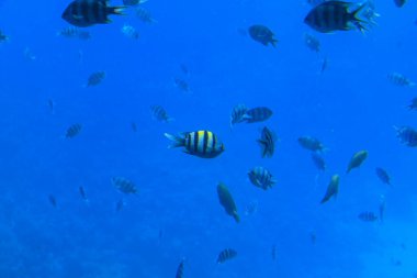 Hurghada, Kızıldeniz Valiliği, Mısır - 04.30.2024: Hurghada 'dan görüntü