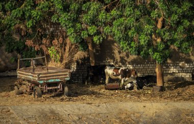 Nil nehri, Mısır 'da yelken açarken görüntüle