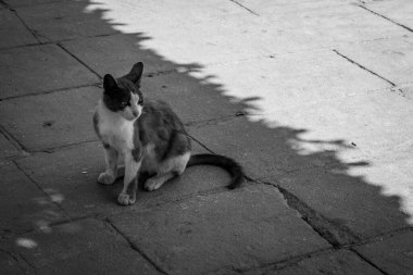 Kahire, Mısır - 05.03.2024: Mısır 'ın Kahire kentinden görüntü