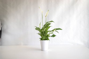 Çiçekçi tarafından hazırlanmış bir buket çiçek.