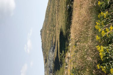 Yeni hazırlanmış yemek / yemek bir restoranda servis edilecek.