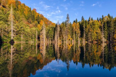 Lakeshore manzarası, ağaçlar ve sudaki yansımalar. Mavi gökyüzü ve göl tarafından yaratılan doğal güzellik..