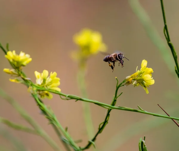 Flying honey bee collecting pollen from yellow flowers. Bee flying over spring background.