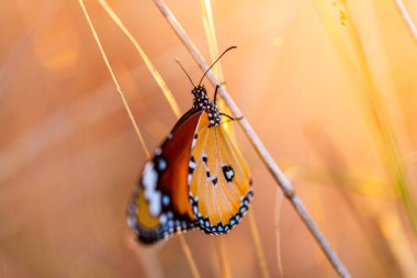 Close-up of Flat Tiger butterfly. It warms its wings on the branch it perches on. It is also known by the Latin name Danaus genutia. clipart