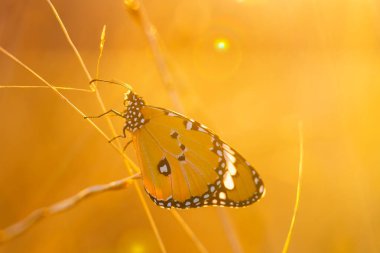 Close-up of Flat Tiger butterfly. It warms its wings on the branch it perches on. It is also known by the Latin name Danaus genutia. clipart