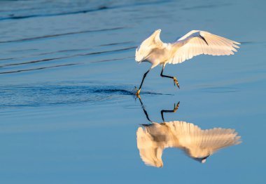 Suda balık yakalamaya çalışan bir balıkçıl yansıması. Beyaz balıkçıl beyaz kanatlarıyla güneşi yansıtıyor..