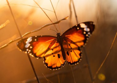 Close-up of Flat Tiger butterfly. It warms its wings on the branch it perches on. It is also known by the Latin name Danaus genutia. clipart