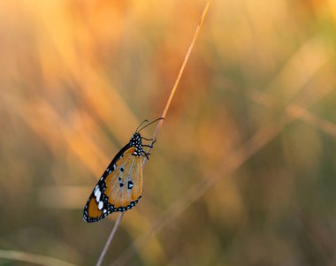 Close-up of Flat Tiger butterfly. It warms its wings on the branch it perches on. It is also known by the Latin name Danaus genutia. clipart