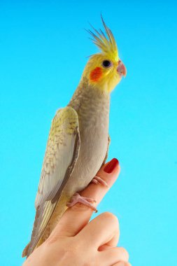 Corella kolunda oturuyor.