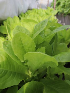 Bahçedeki marul. Salata bahçede yetişiyor..