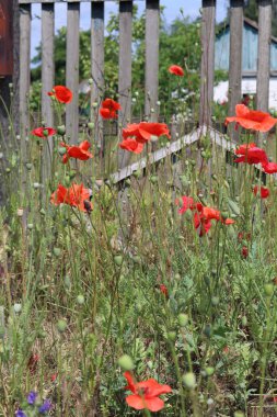 Kırmızı Poppy sahada, yaklaş..