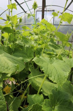 Cucumbers grows in greenhouse.