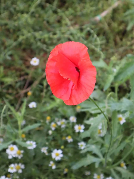 Red Poppy Terenie Zbliżenie — Zdjęcie stockowe