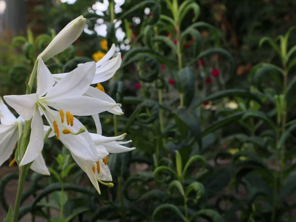 Bahçede Beyaz Zambak Makro Çekim — Stok fotoğraf