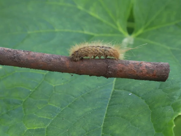 Fluffy Caterpillar Branch Macro Shot — Stock Photo, Image
