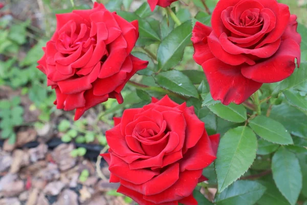 Rosas Vermelhas Jardim Close — Fotografia de Stock