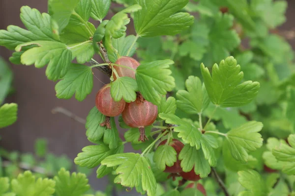 stock image Gooseberries on a bush close up.