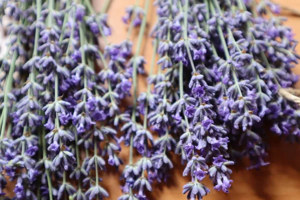 stock image Picked lavender. Lavender flower on a wooden background. Bouquet of lavender.