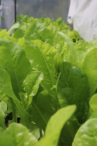 Lettuce in a garden. The salad grows in the garden.