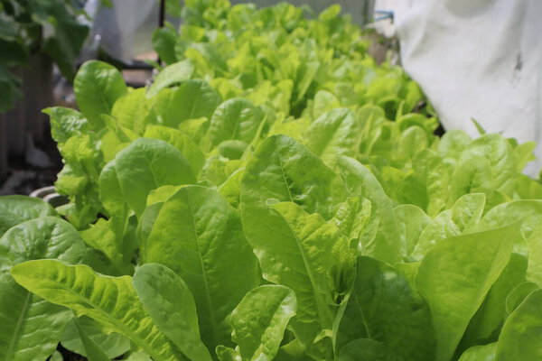 Lettuce in a garden. The salad grows in the garden.