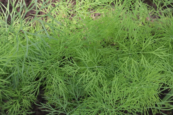 stock image The dill grows in the garden. Fresh dill close up.