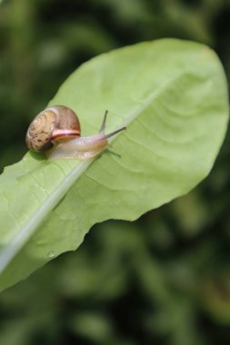 Bir salyangoz marul yaprağının üzerinde.
