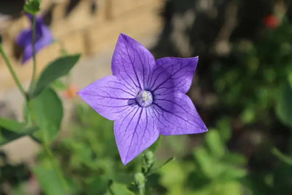 Bluebell Japonés Flor Cerca —  Fotos de Stock