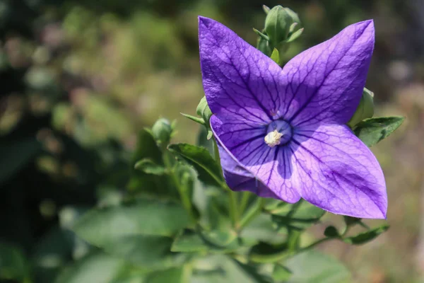 Bluebell Japonés Flor Cerca —  Fotos de Stock