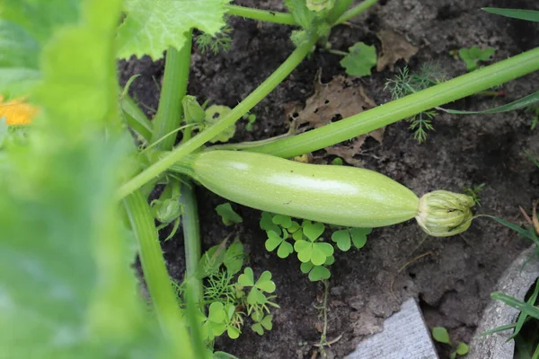 Zucchini Wachsen Garten — Stockfoto