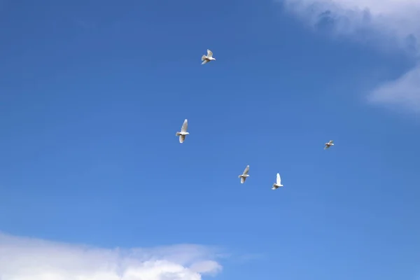 Die Gruppe Weißer Tauben Fliegt Den Himmel — Stockfoto
