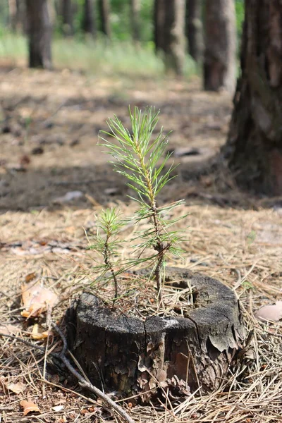 Pequeno Broto Pinheiro Que Cresce Floresta — Fotografia de Stock
