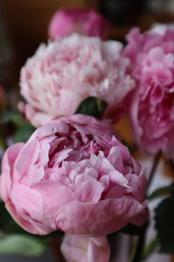 buket pembe peonies, yakın çekim.