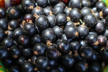 Siyah frenk üzümü. Frenk üzümü makro atış.