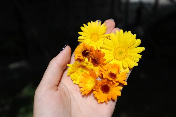 Las Flores Cabeza Caléndula Officinalis Mano Cosechando Caléndula Planta Medicinal —  Fotos de Stock