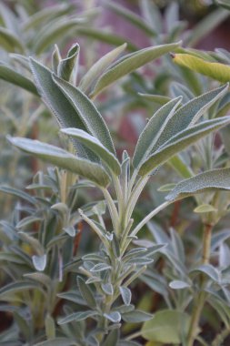 Salvia Officinalis Bush, yaklaşın. Salvia yaprakları. Doğal arkaplan.