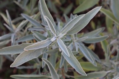 Salvia Officinalis Bush, yaklaşın. Salvia yaprakları. Doğal arkaplan.