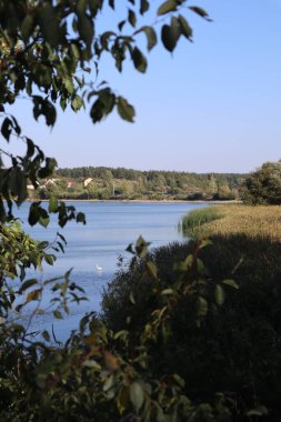 Yazın göl ve ağaçlı manzara..