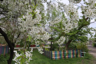 Çiçek açan ağaç dalları. Bahar duvar kağıdı.